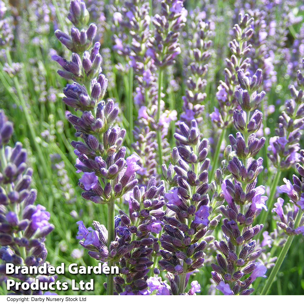 Lavender 'Heavenly Scent' image