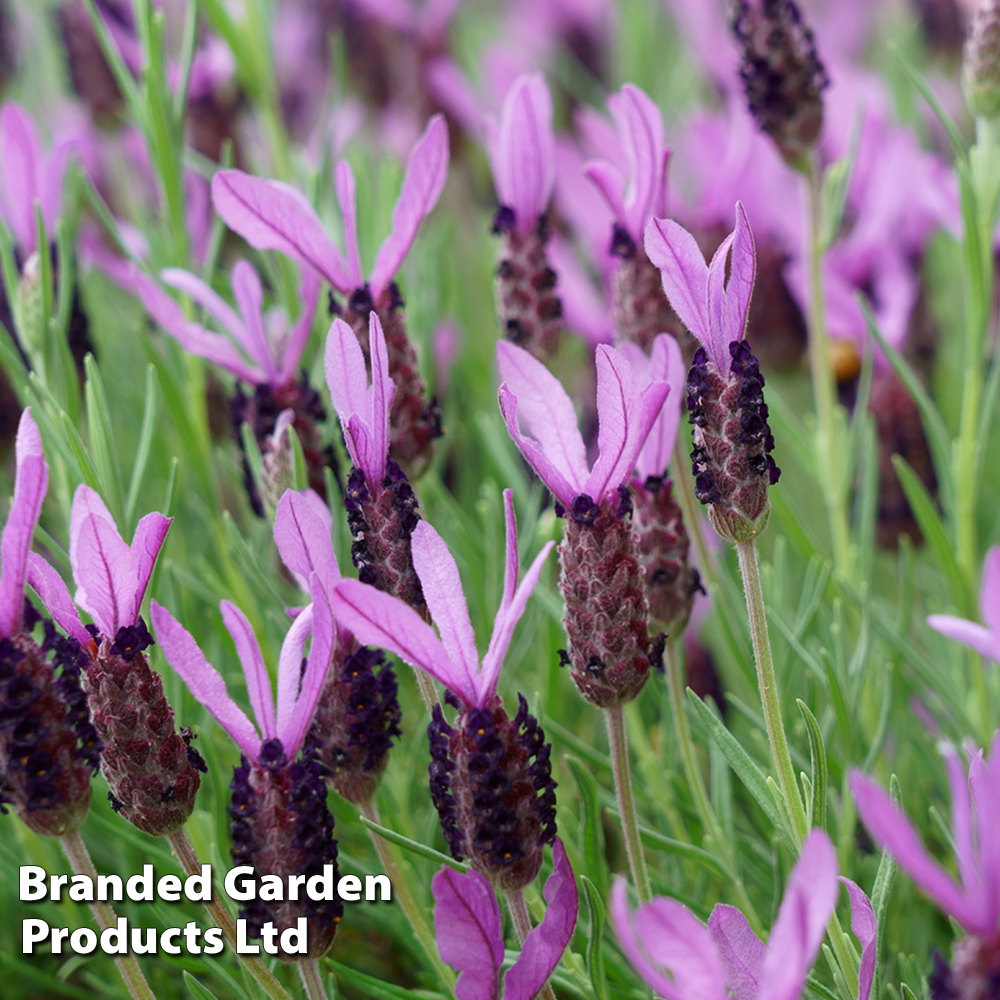 Lavender stoechas 'Ruffles Mulberry' image