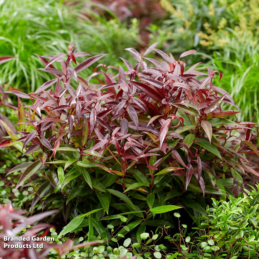 Leucothoe keiskei 'Burning Love' image