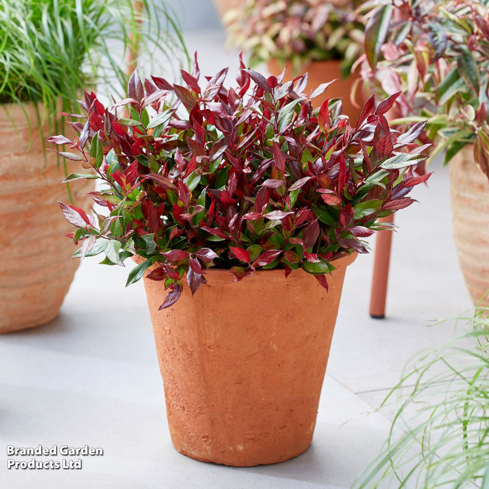 Leucothoe axillaris 'Little Flames' image