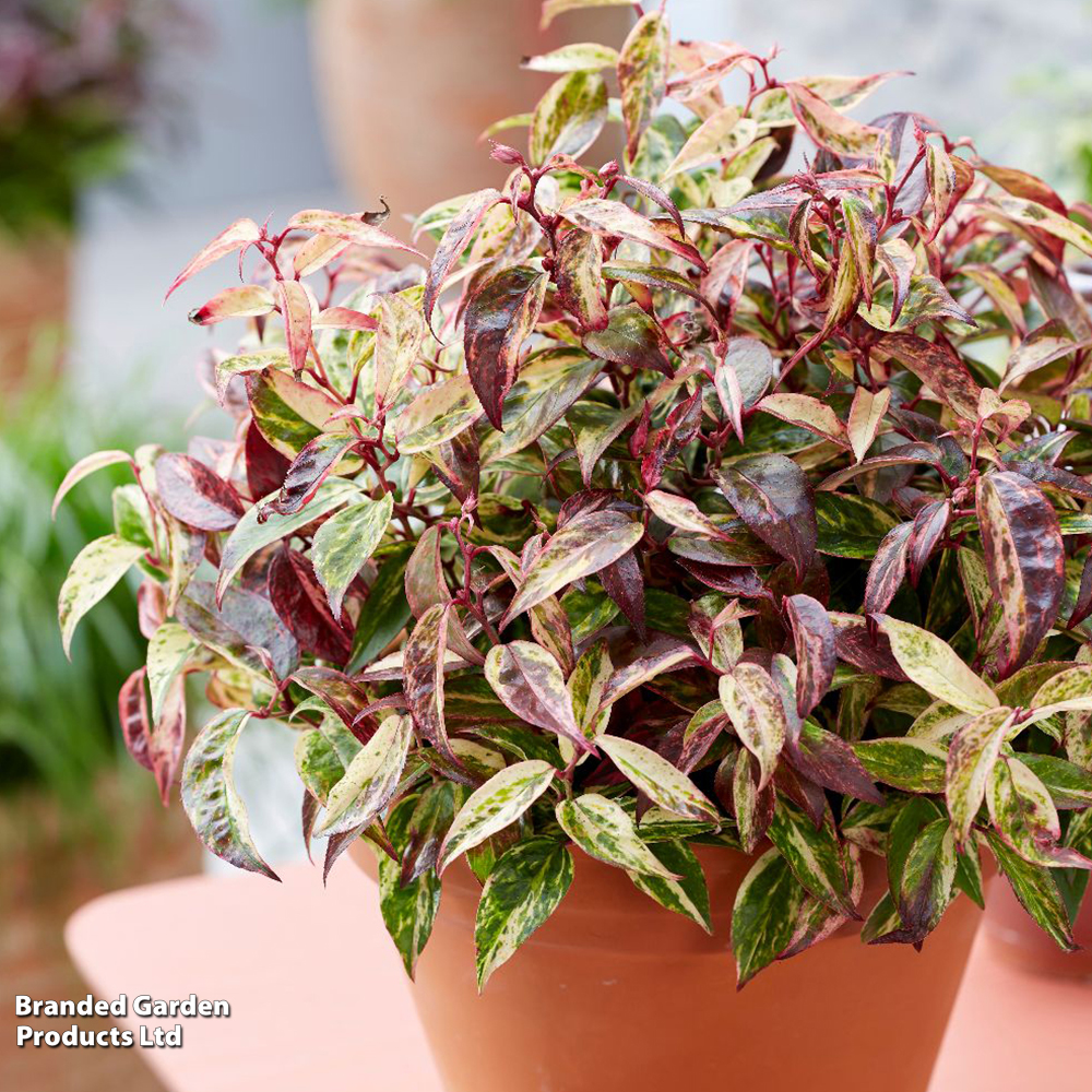 Leucothoe fontanesiana 'Makijaz' image