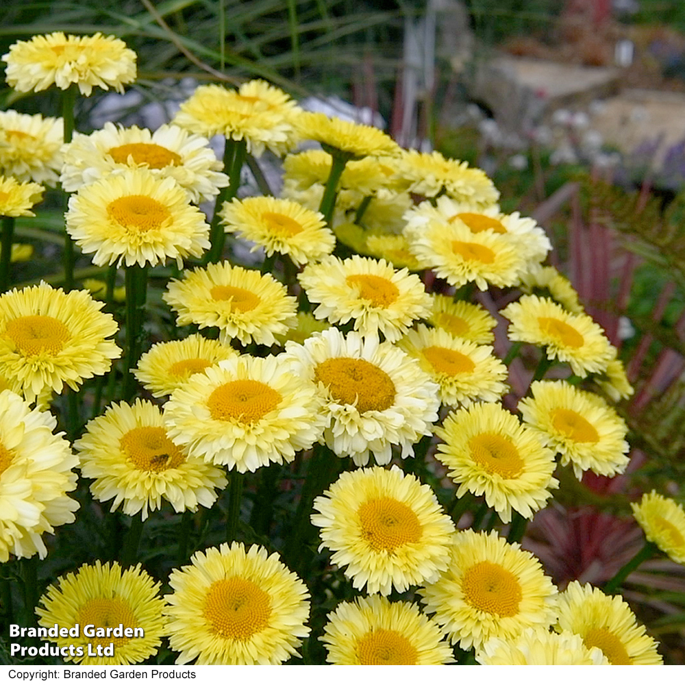 Leucanthemum 'Real Gold Cup' image