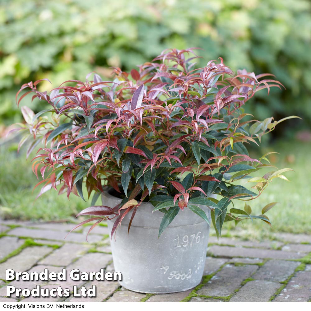 Leucothoe keiskei 'Royal Ruby' image