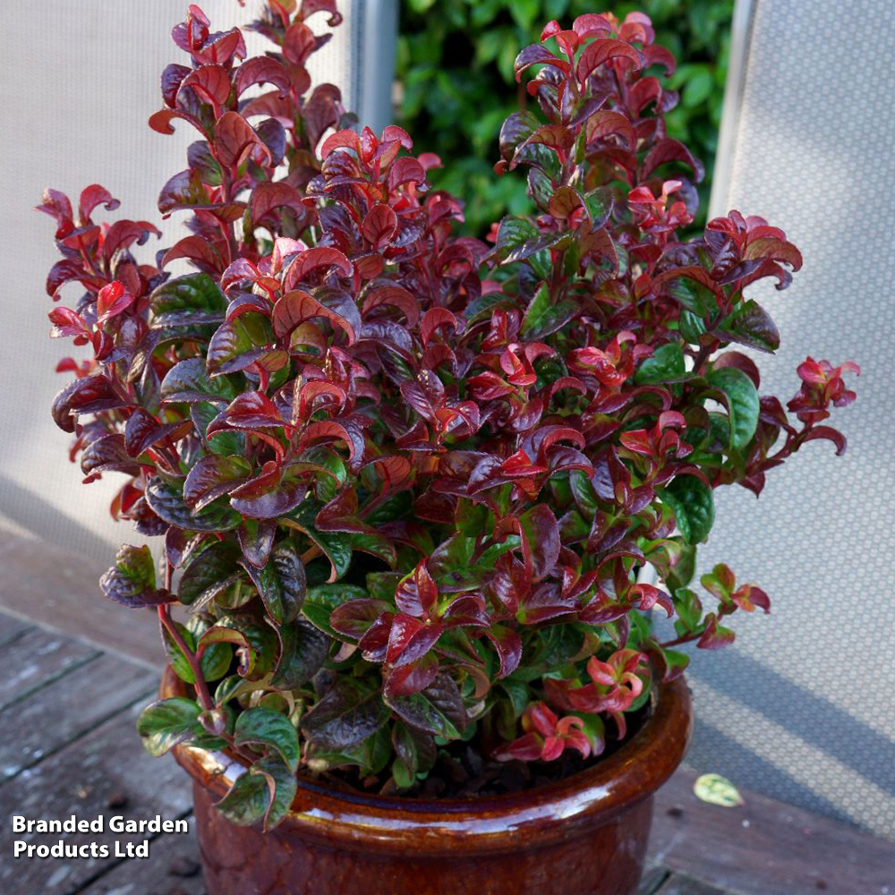 Leucothoe axillaris 'Twisting Red' image