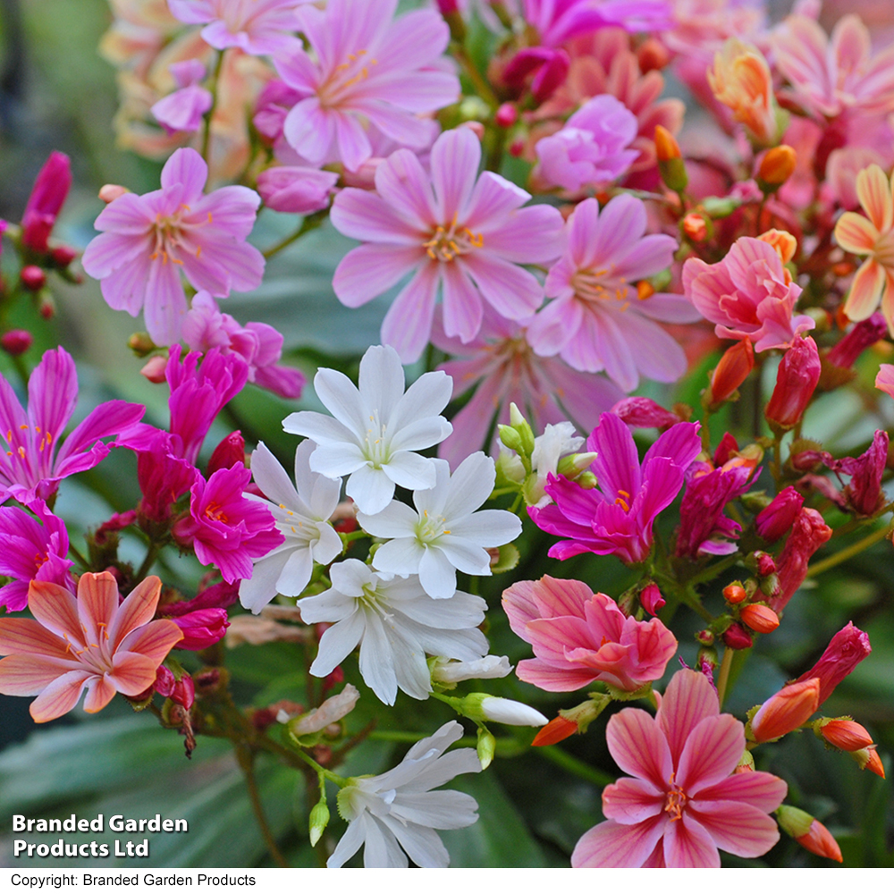 Lewisia cotyledon 'Elise Mixed' - Seeds image