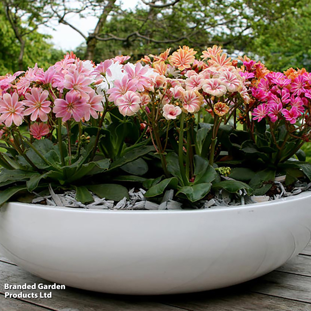 Lewisia cotyledon 'Mountain Dreams' image