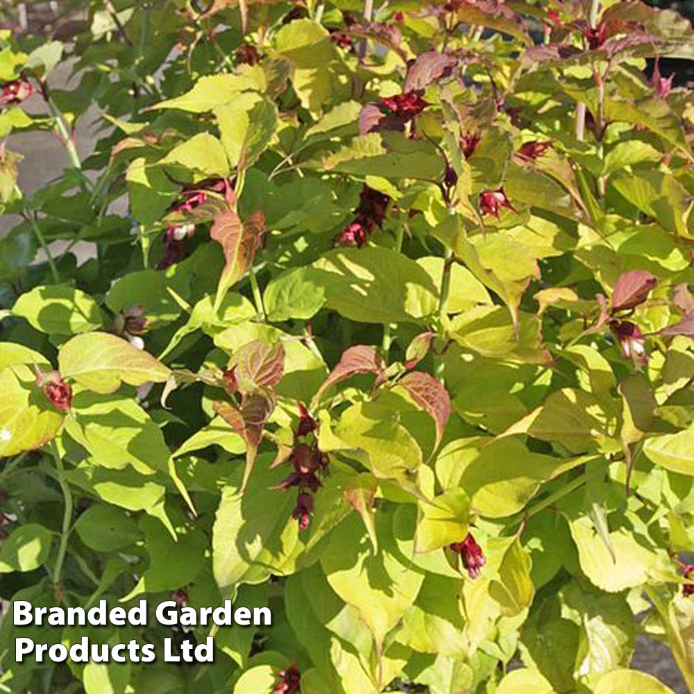 Leycesteria formosa 'Golden Lanterns' image