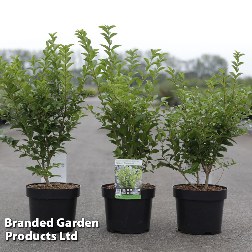 Ligustrum ovalifolium 'Green Diamond' image