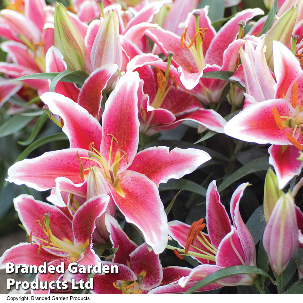 Lily 'Dazzler' (Ground Cover) image