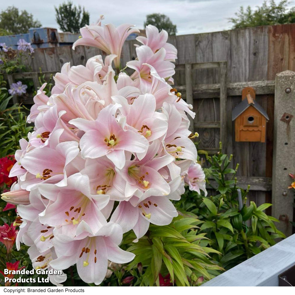 Lily longiflorum 'Cali' image