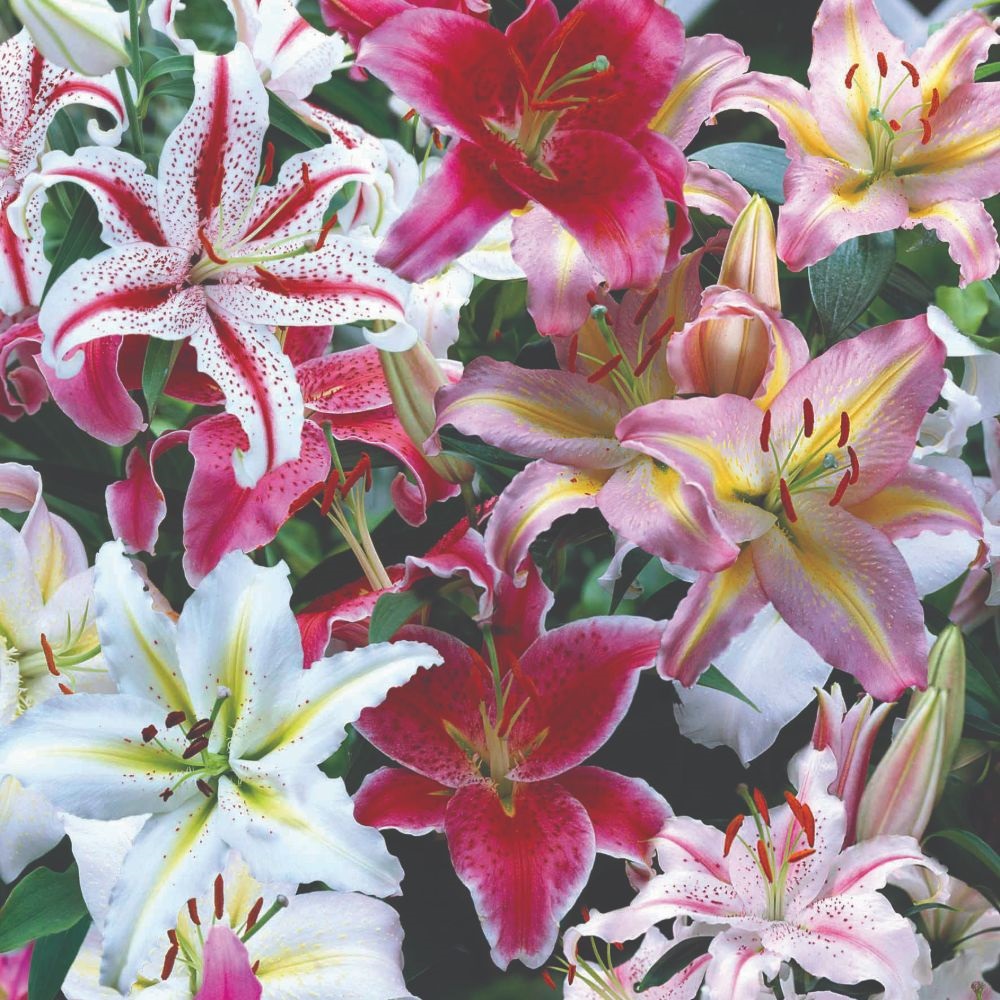 Oriental Lily Bulbs (Mixed) image