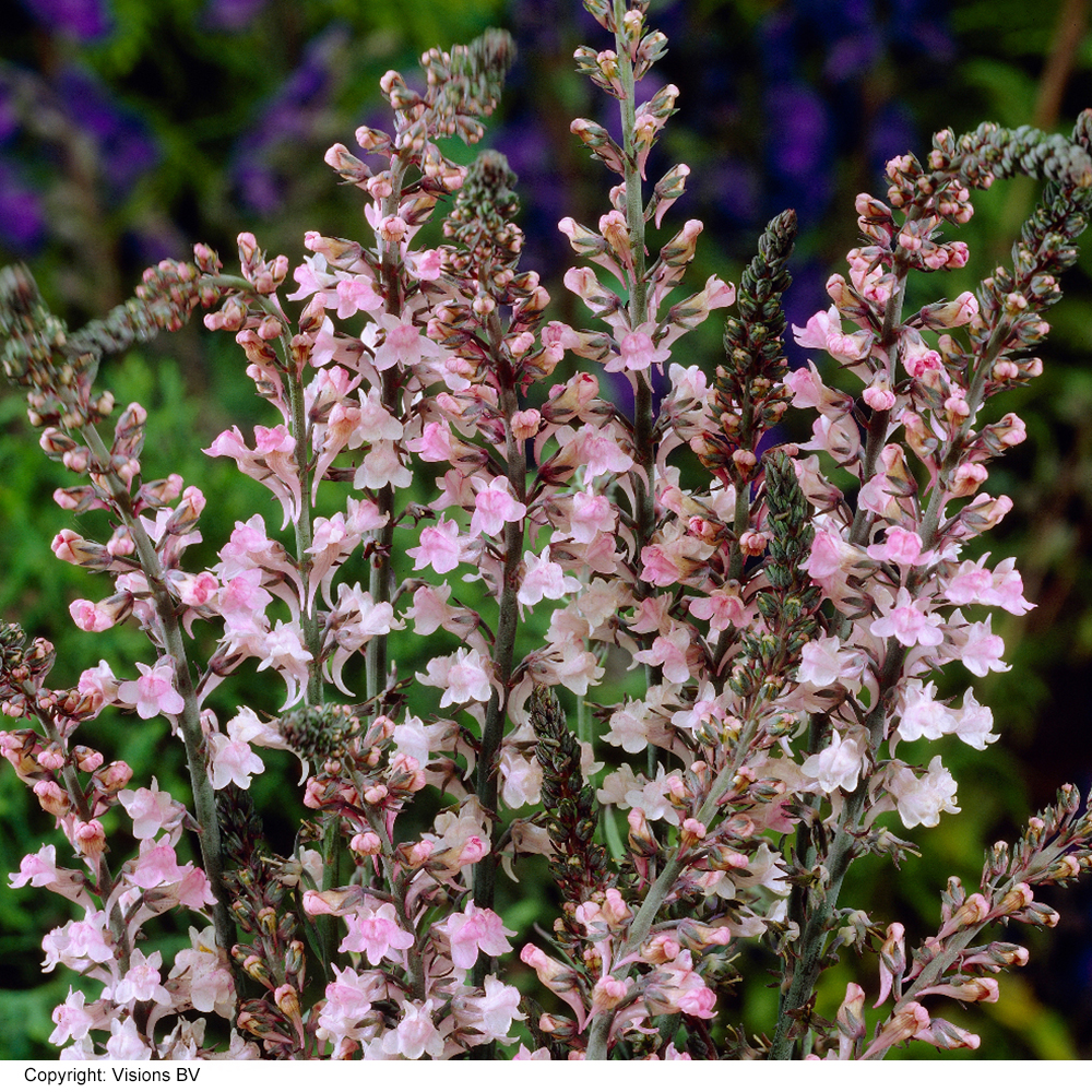 Linaria purpurea image