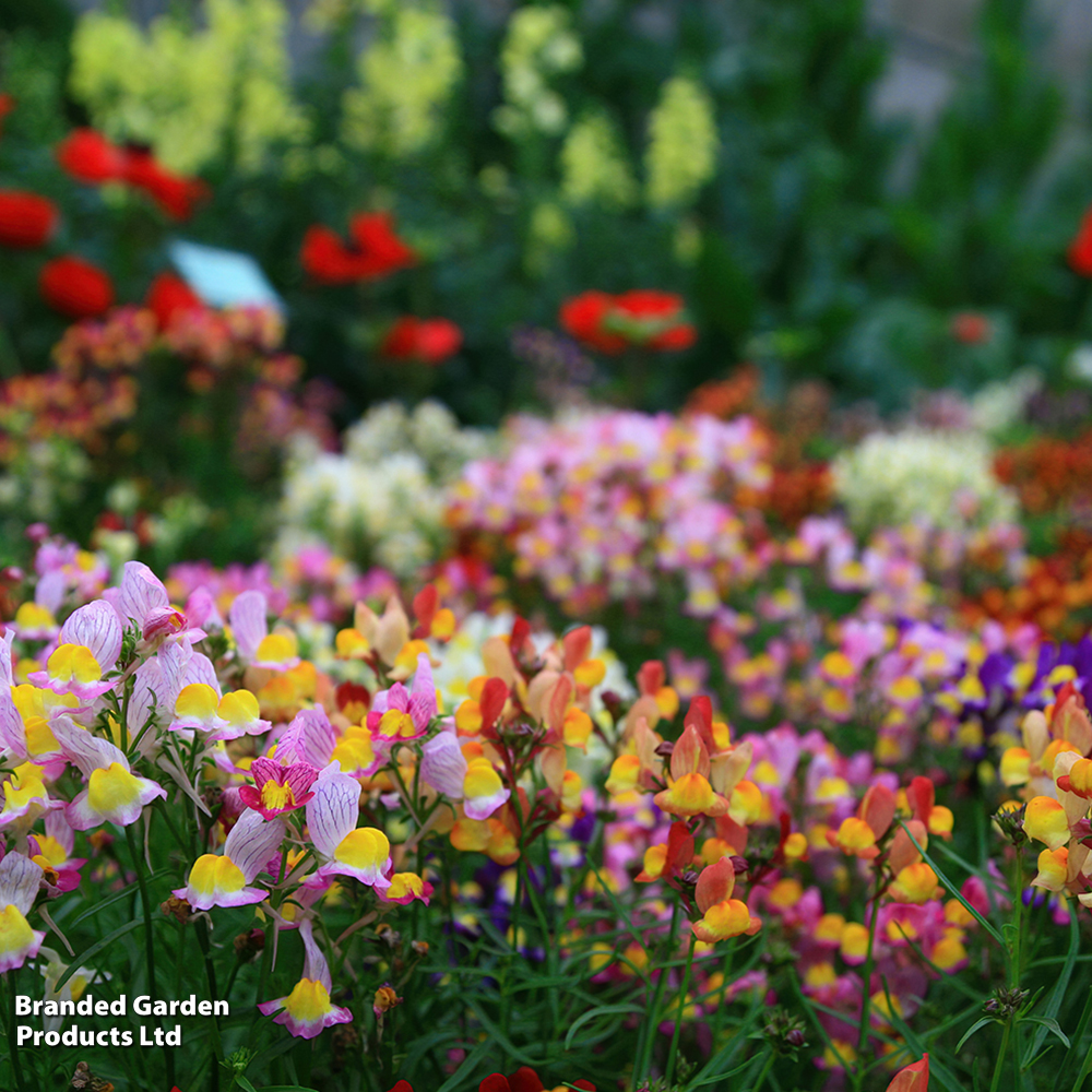 Linaria maroccana 'Sweeties' image