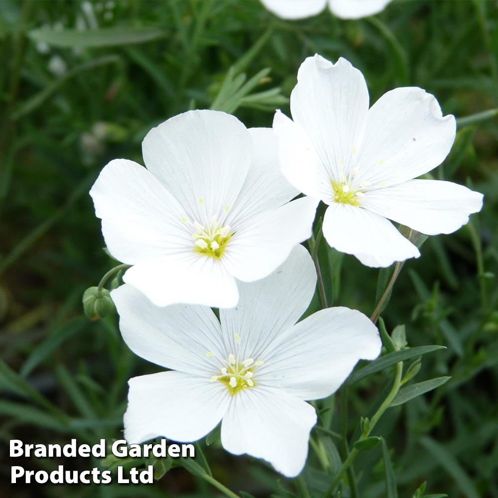 Linum perenne White | Dobies