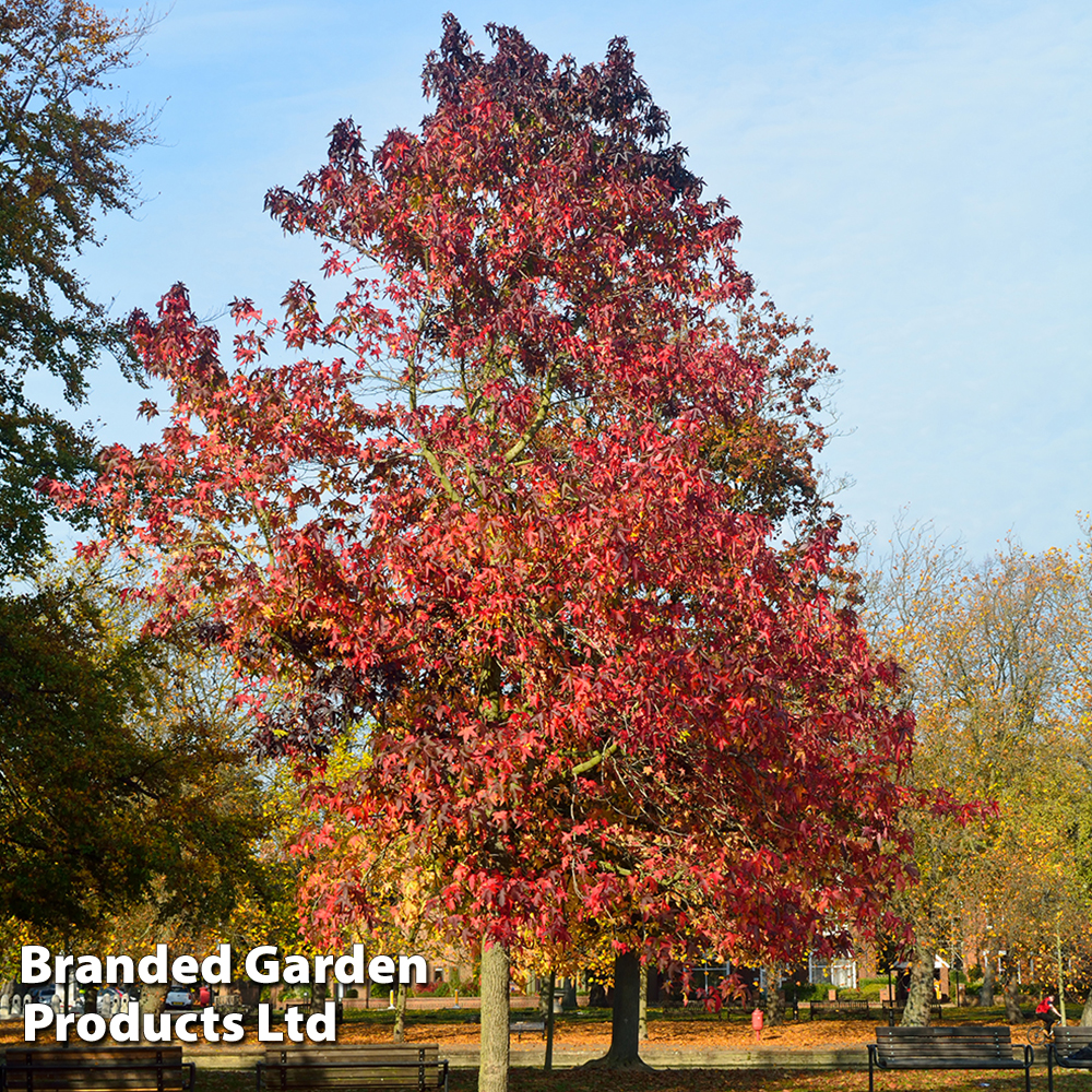 Liquidambar styraciflua 'Worplesdon' image