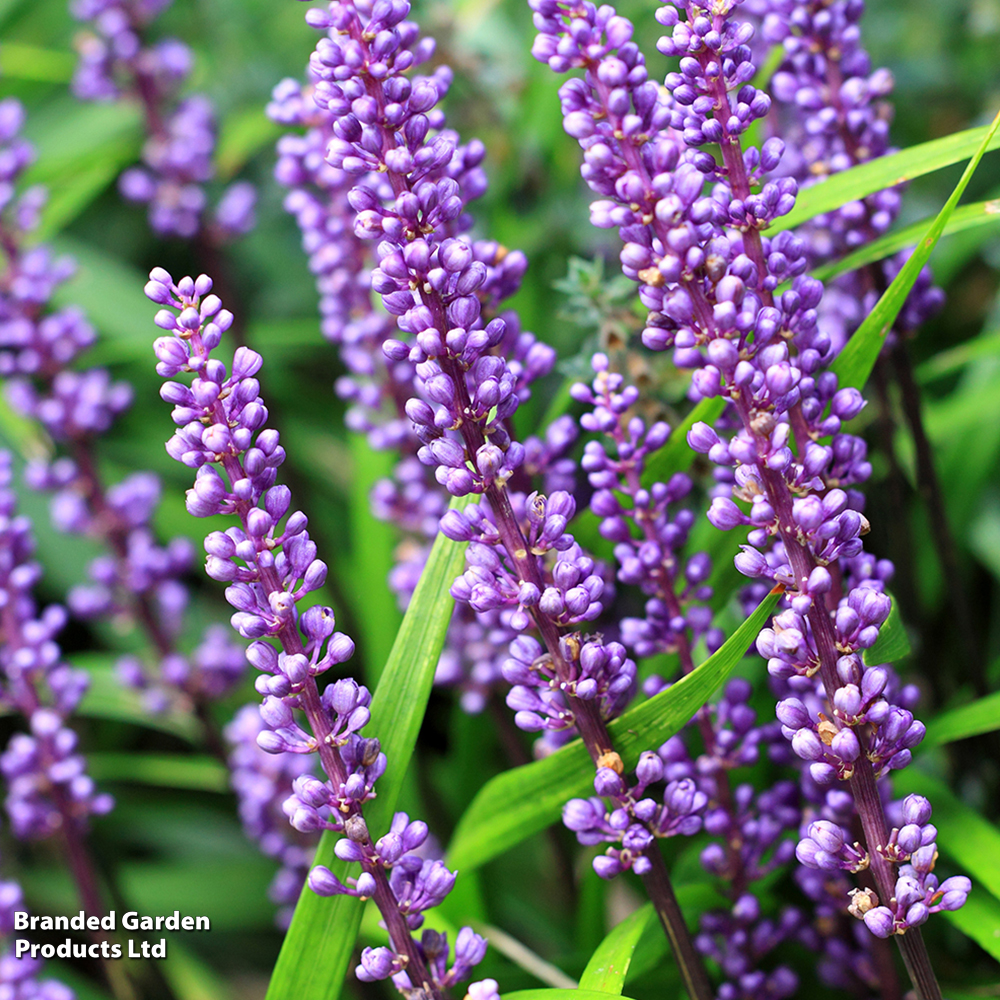 Liriope muscari image