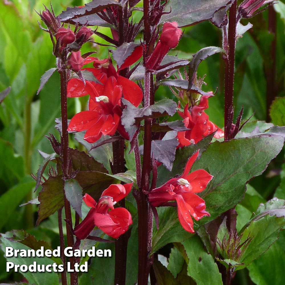 Lobelia 'Compliment Scarlet' image