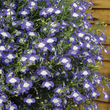 Lobelia erinus 'Waterfall Blue Ice' image