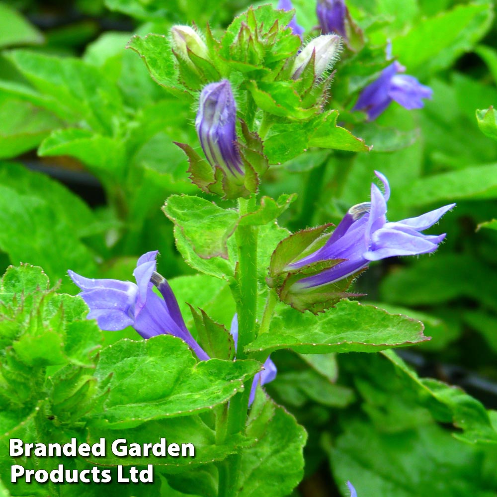 Lobelia siphilitica Blue image