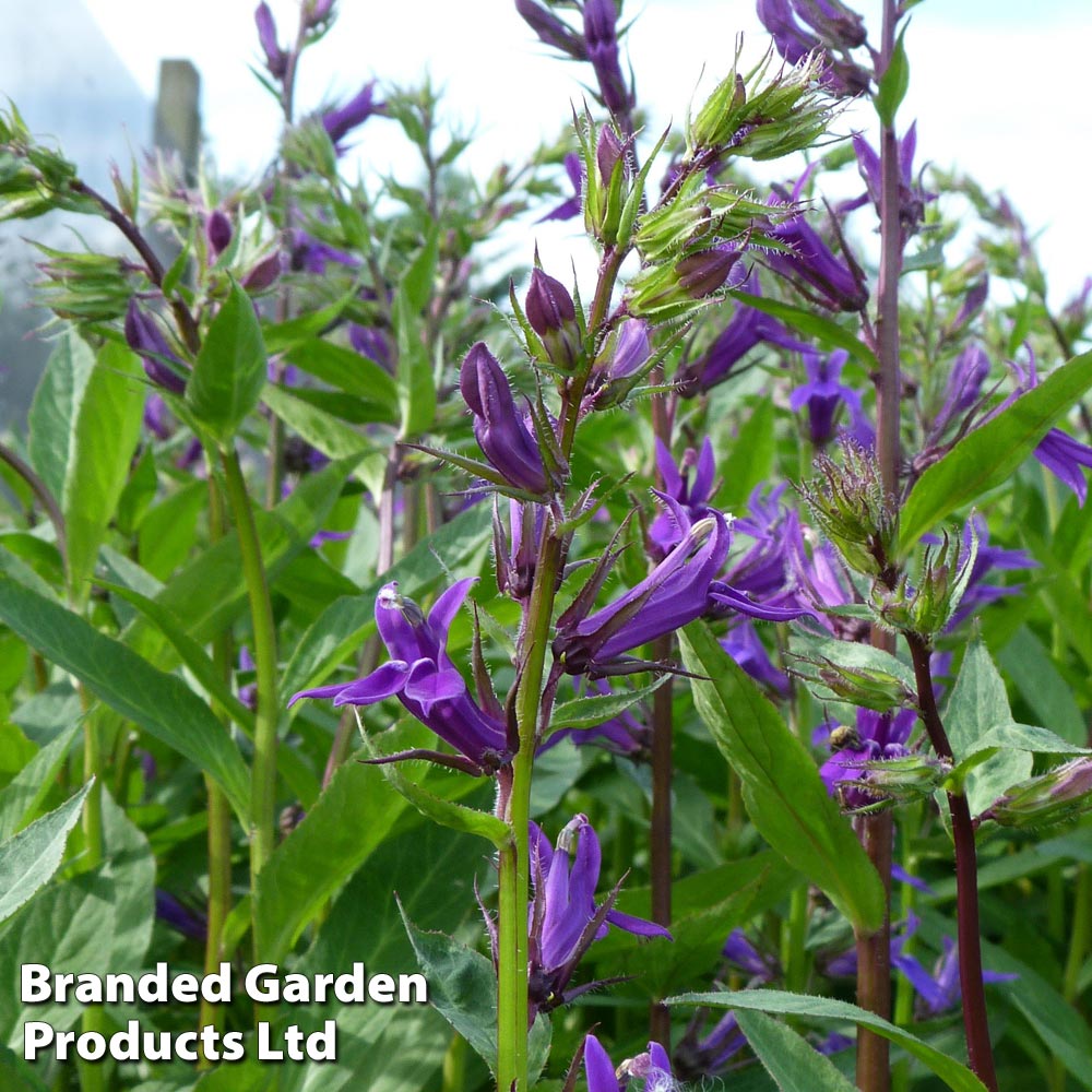 Lobelia x speciosa 'Vedrariensis' (Marginal Aquatic) image