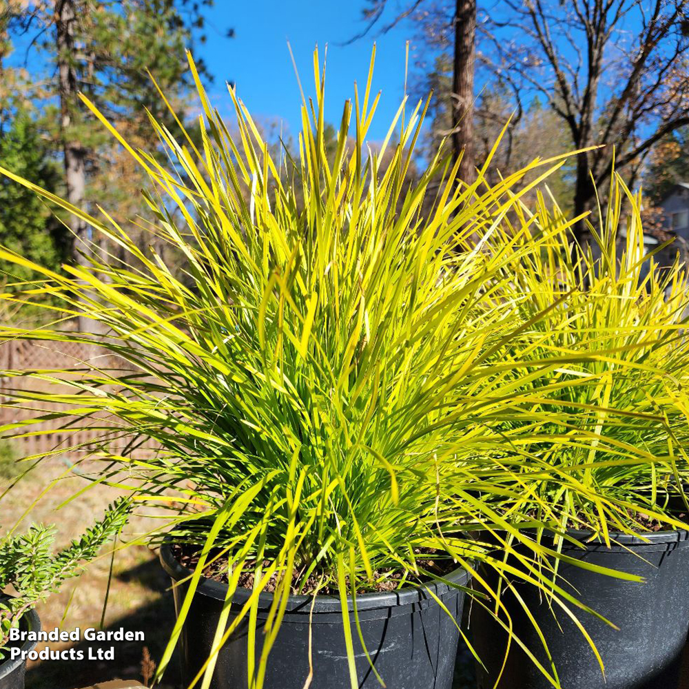 Lomandra longifolia 'Miners Gold' image