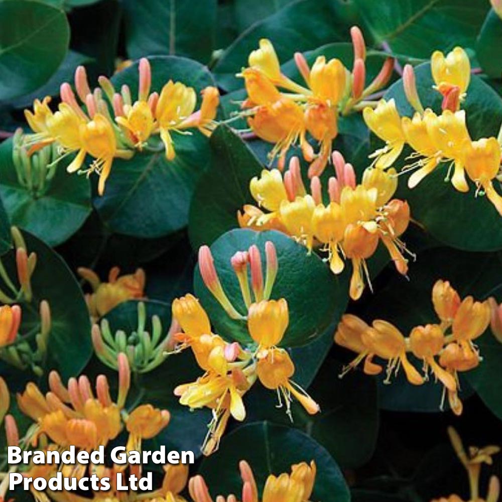 Lonicera x tellmanniana image