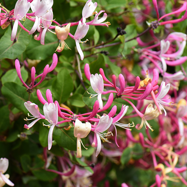 Lonicera periclymenum image