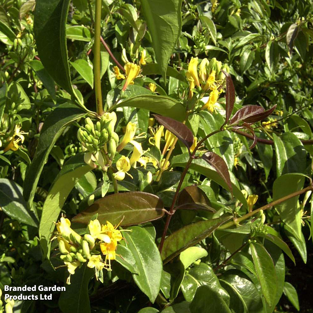 Honeysuckle 'Copper Beauty' image