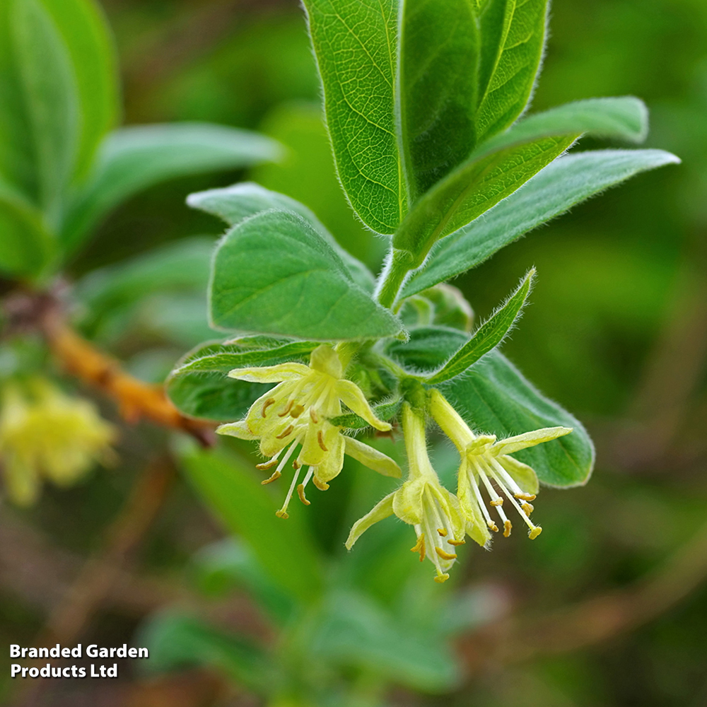 Lonicera kamtschatica 'Eisbar' image