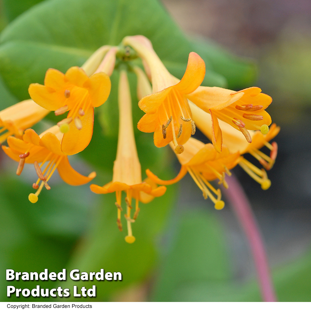 Honeysuckle 'Golden Trumpet' image