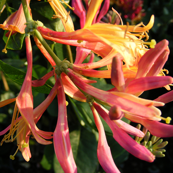 Lonicera heckrottii 'Goldflame' image