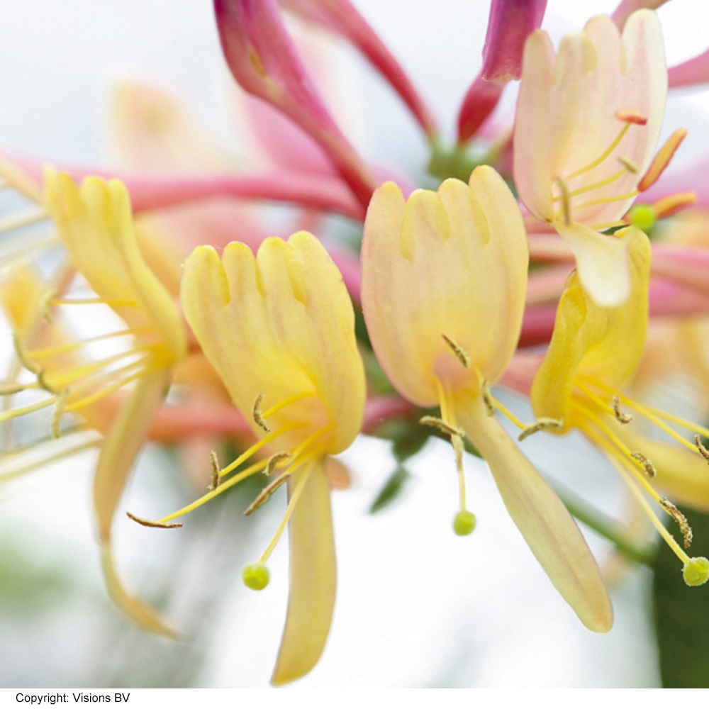 Lonicera heckrottii 'American Beauty' image