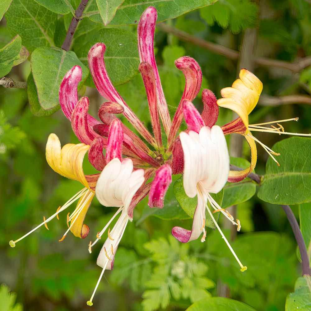 Lonicera henryi image