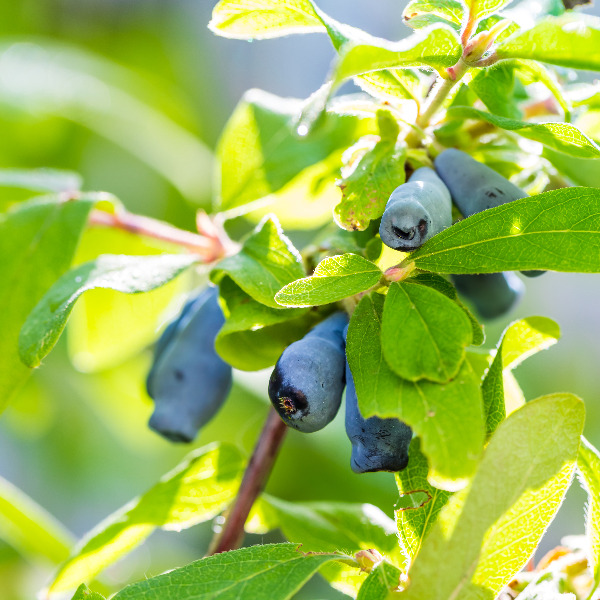 Lonicera kamtschatica 'Myberry Sweet' image