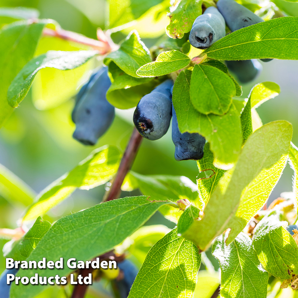 Lonicera kamtschatica 'Myberry Bee' image