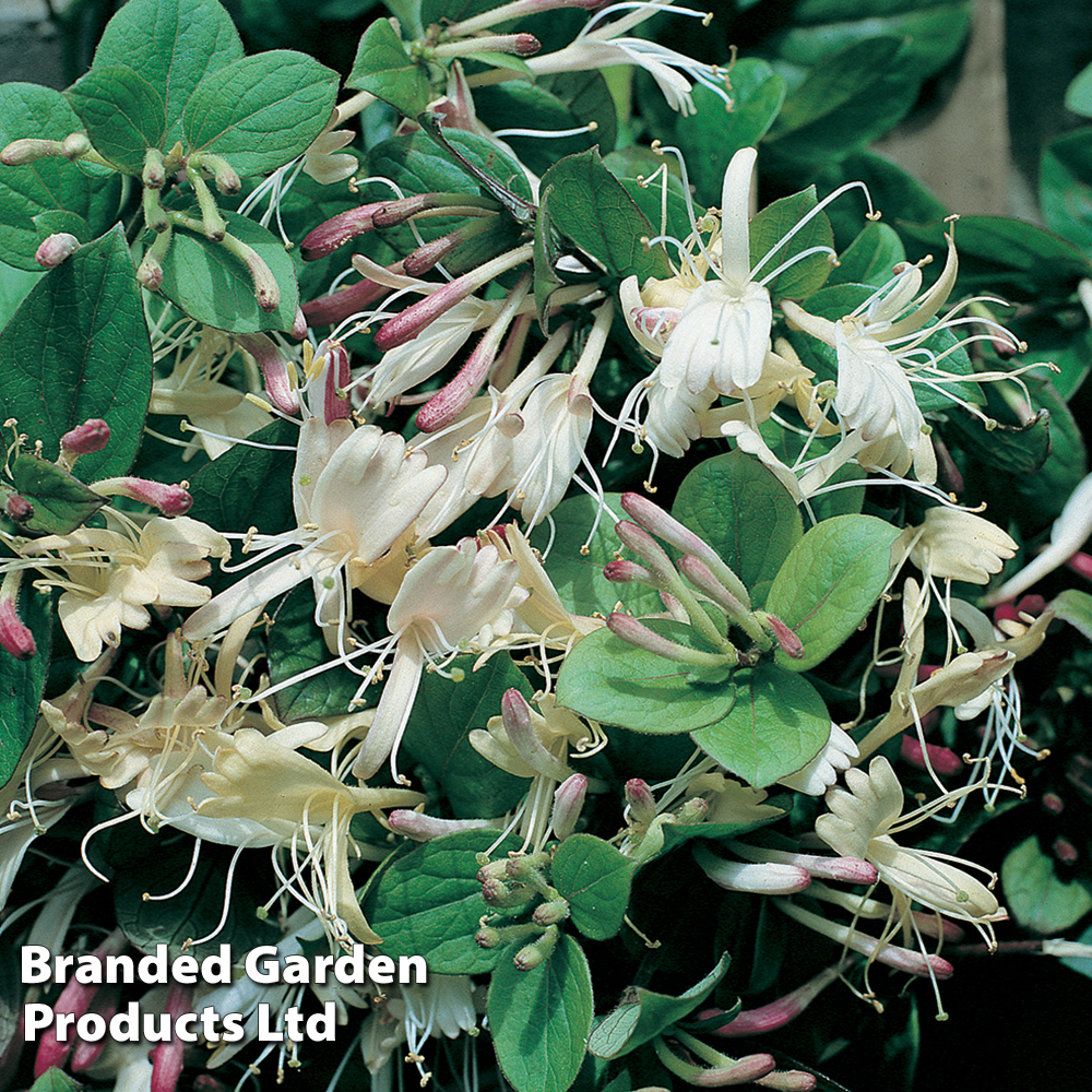 Lonicera japonica 'Repens' image