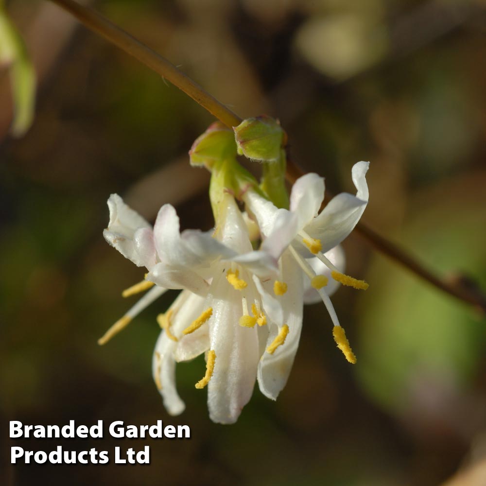 Lonicera x purpusii 'Winter Beauty' image