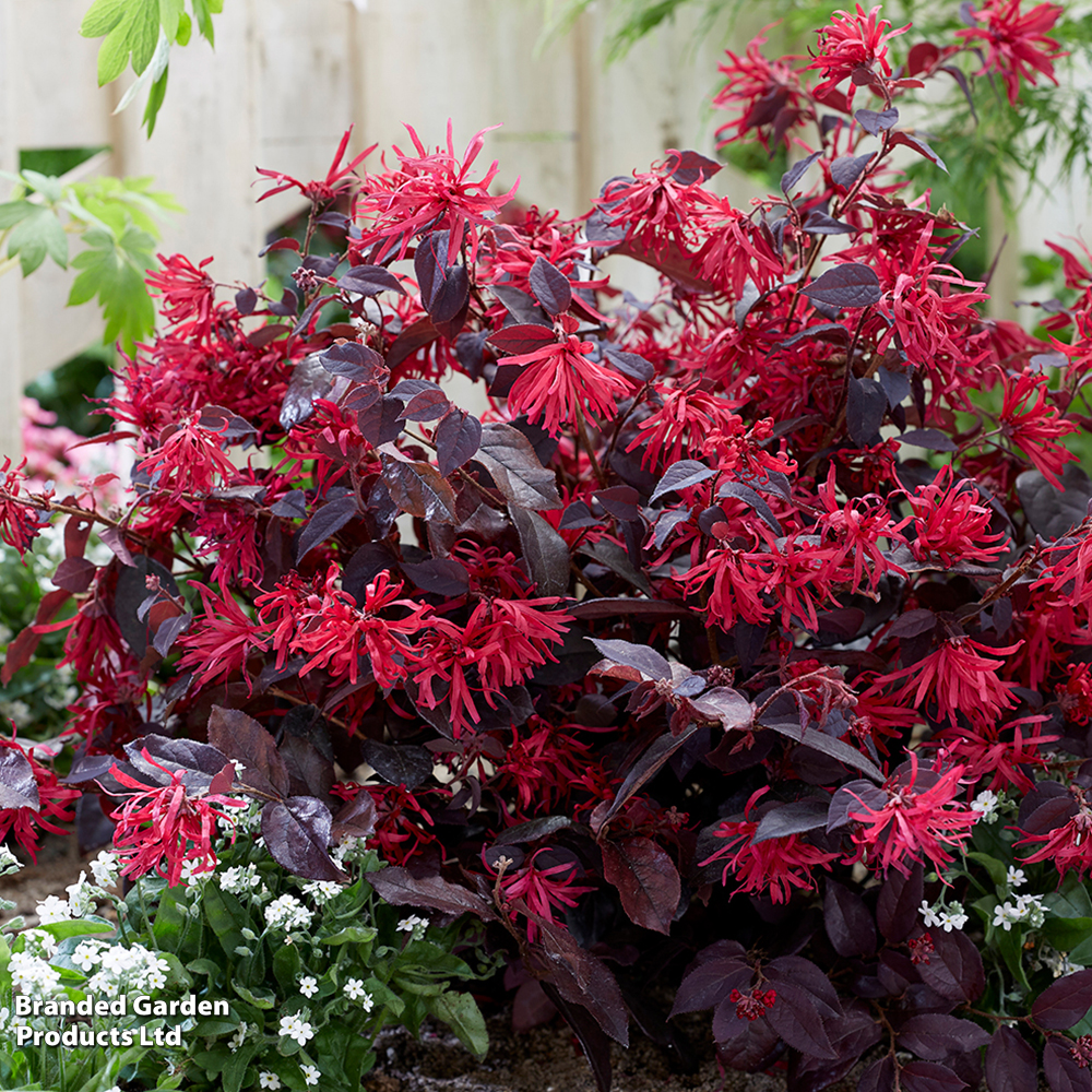 Loropetalum chinense var. rubrum 'Ever Red' image