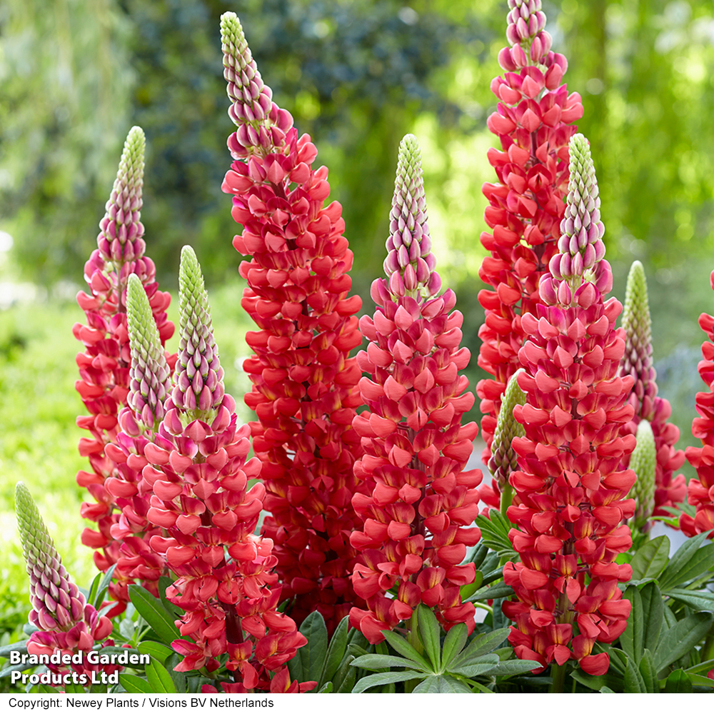 Lupin 'Beefeater' image