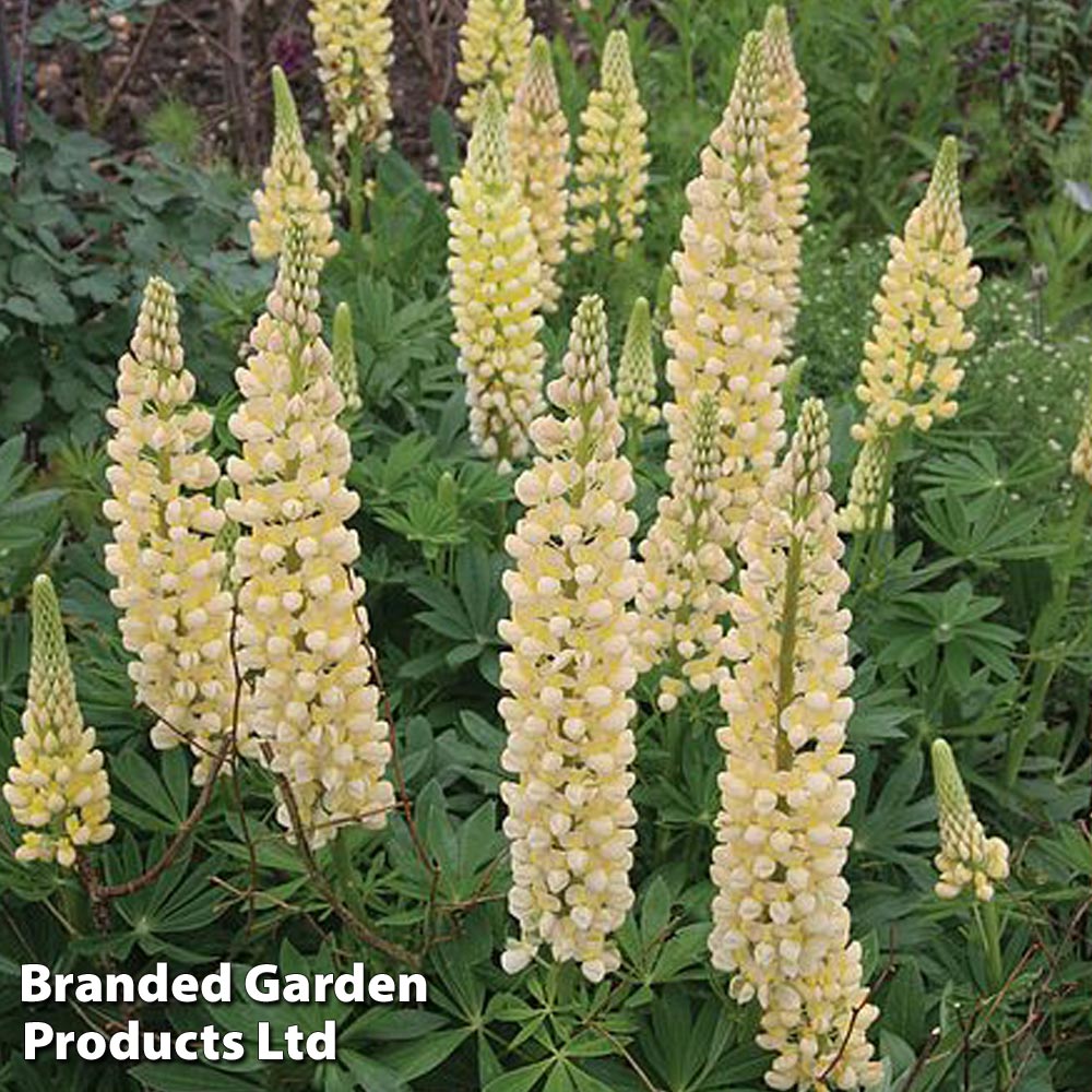 Lupin 'Chandelier' image