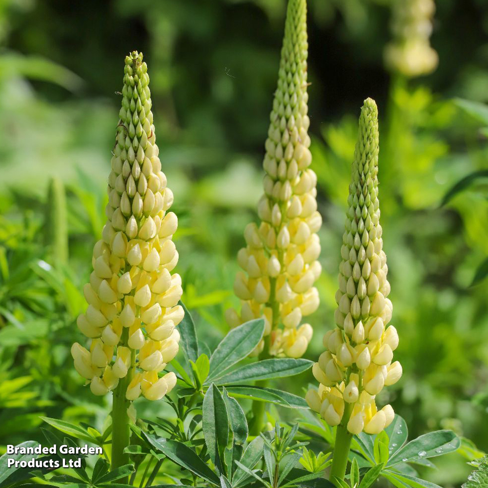 Lupin 'Gallery Yellow' (Gallery Series) image