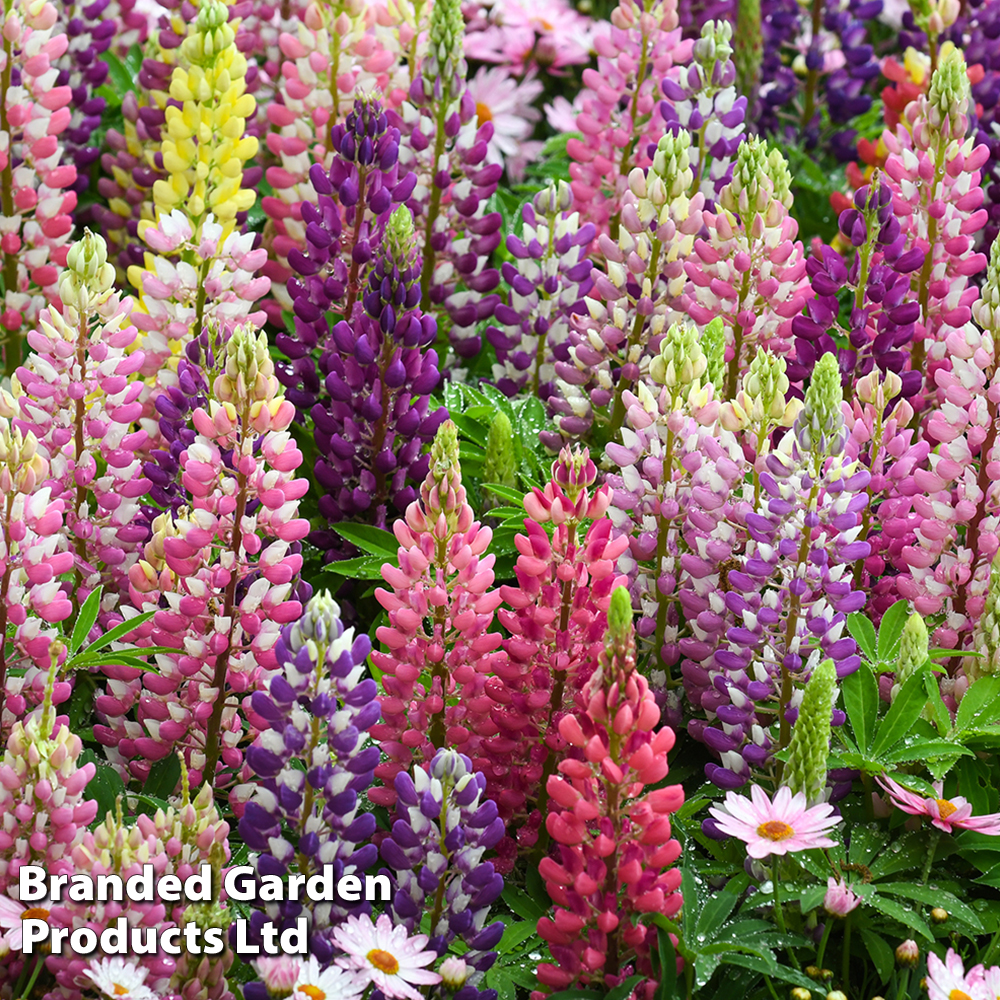 Lupin 'Russell Hybrids Mixed' image