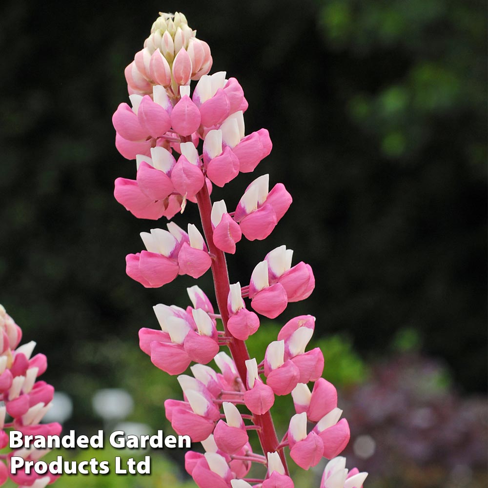 Lupin 'The Chatelaine' image