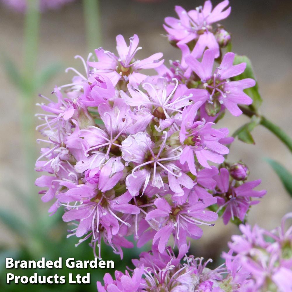 Lychnis Alpina image