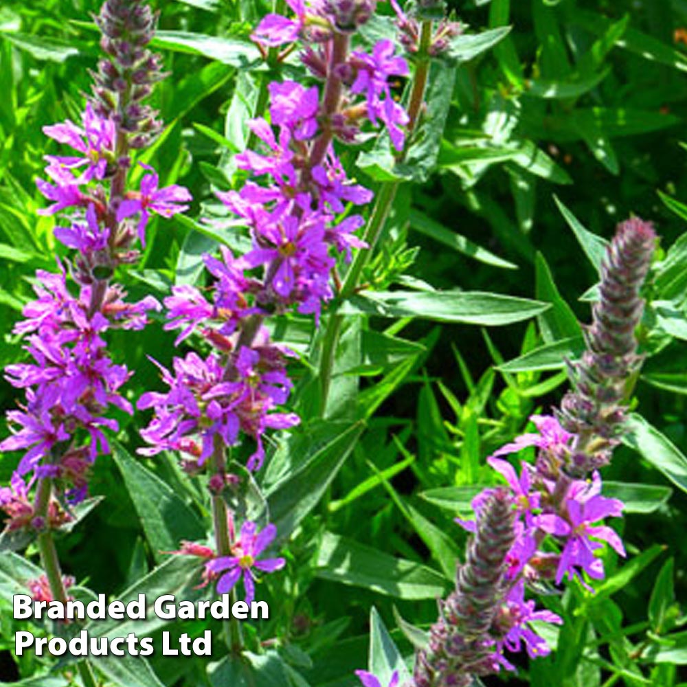 Lythrum virgatum 'Rosy Gem' image