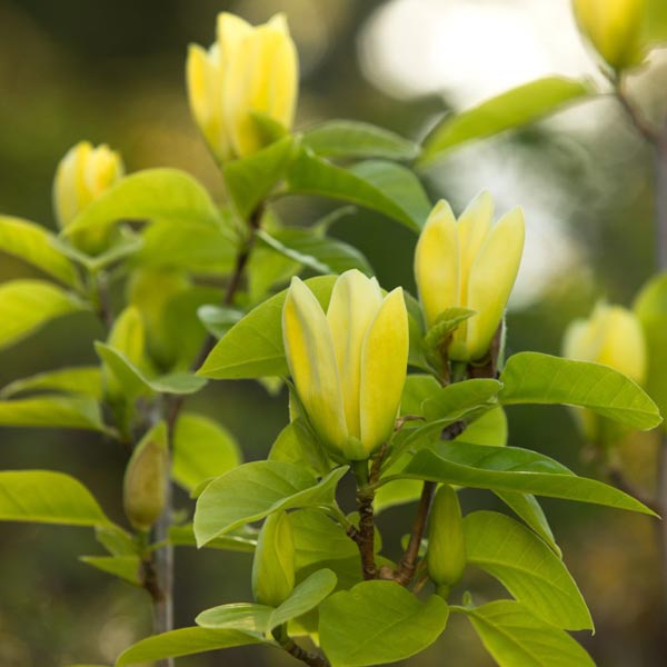 Magnolia x brooklynensis 'Yellow Bird' image