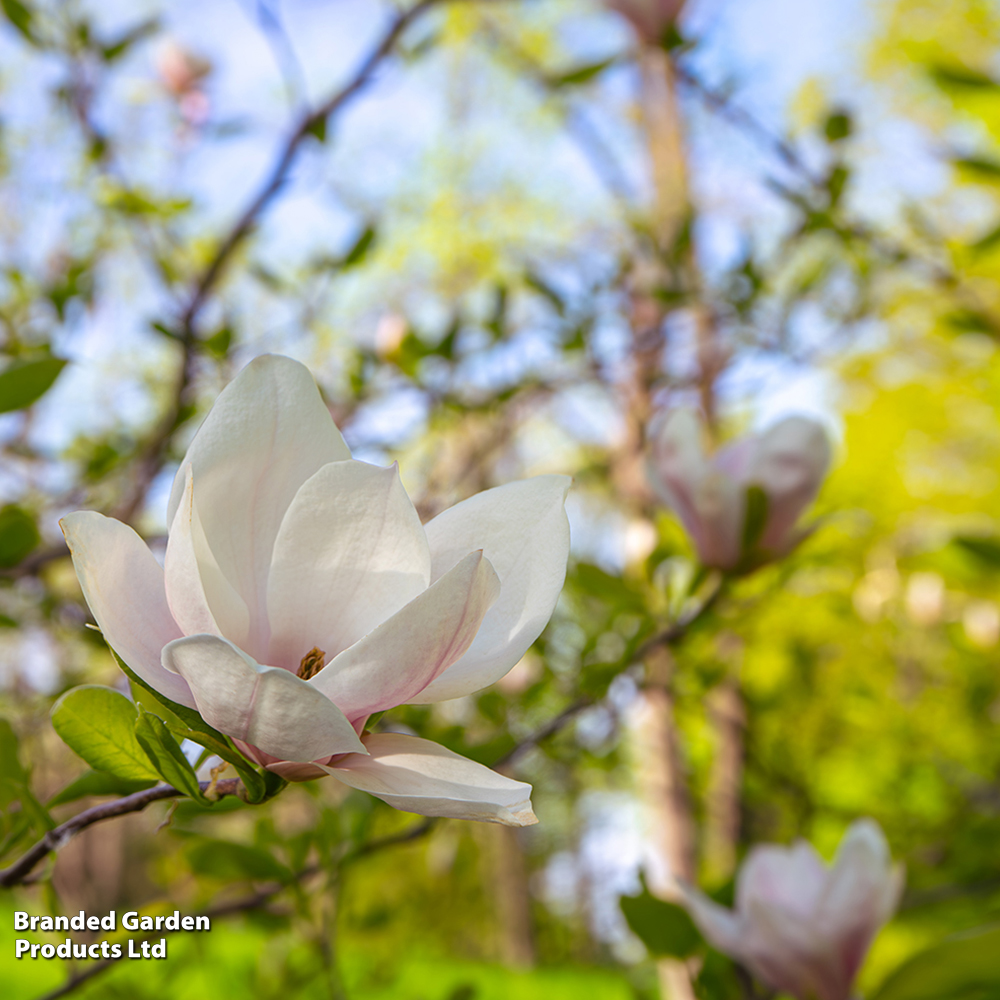 Magnolia x soulangeana 'Alba Superba' image