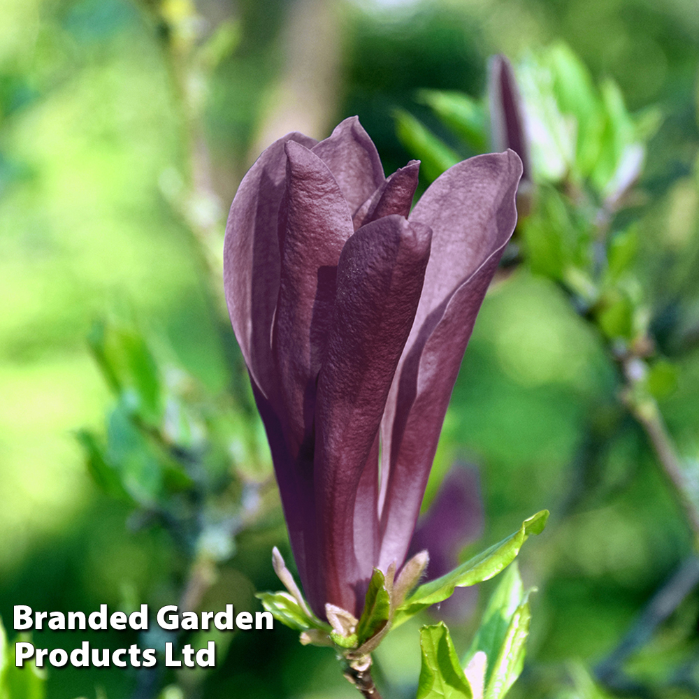 Magnolia 'Black Beauty' image