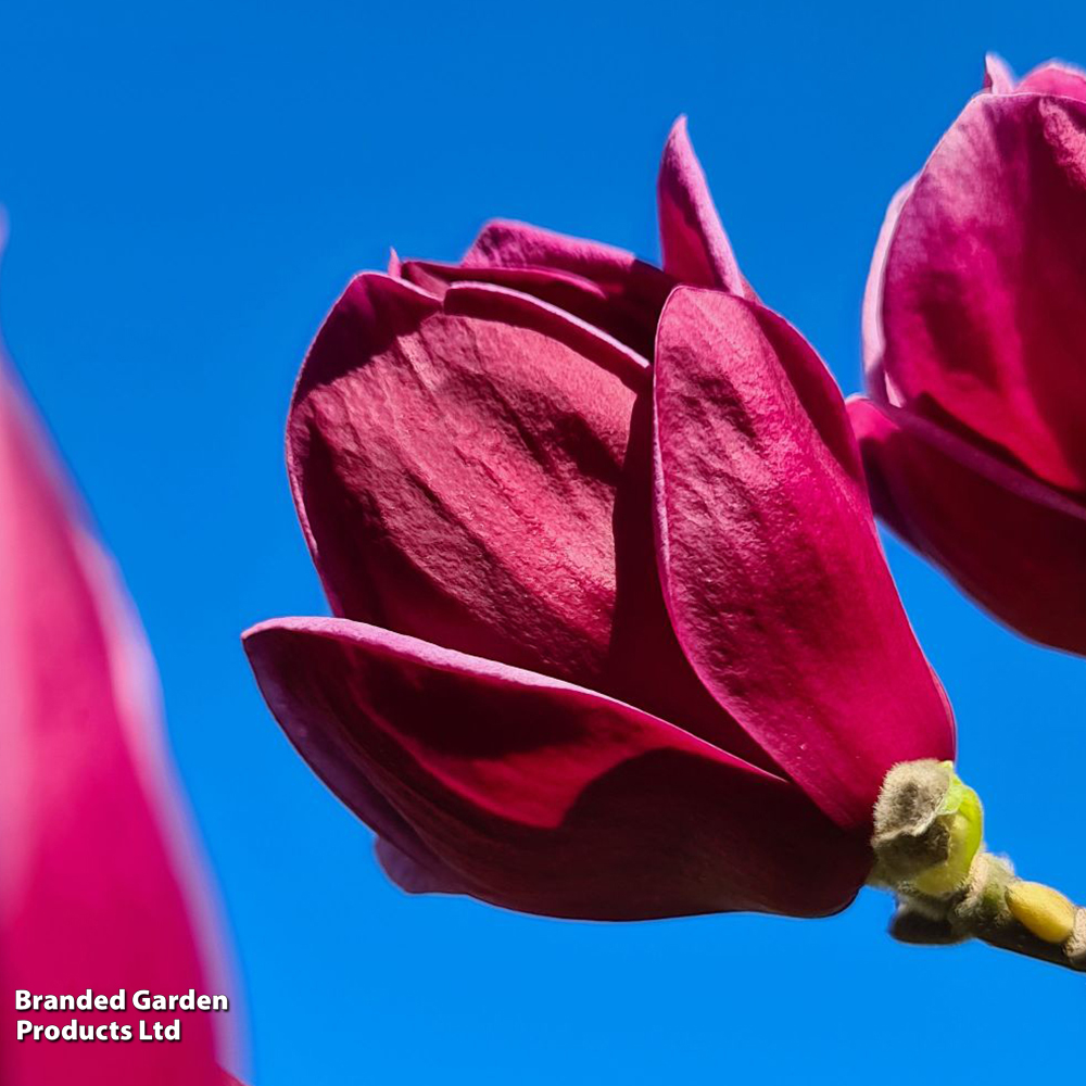 Magnolia 'Genie' image