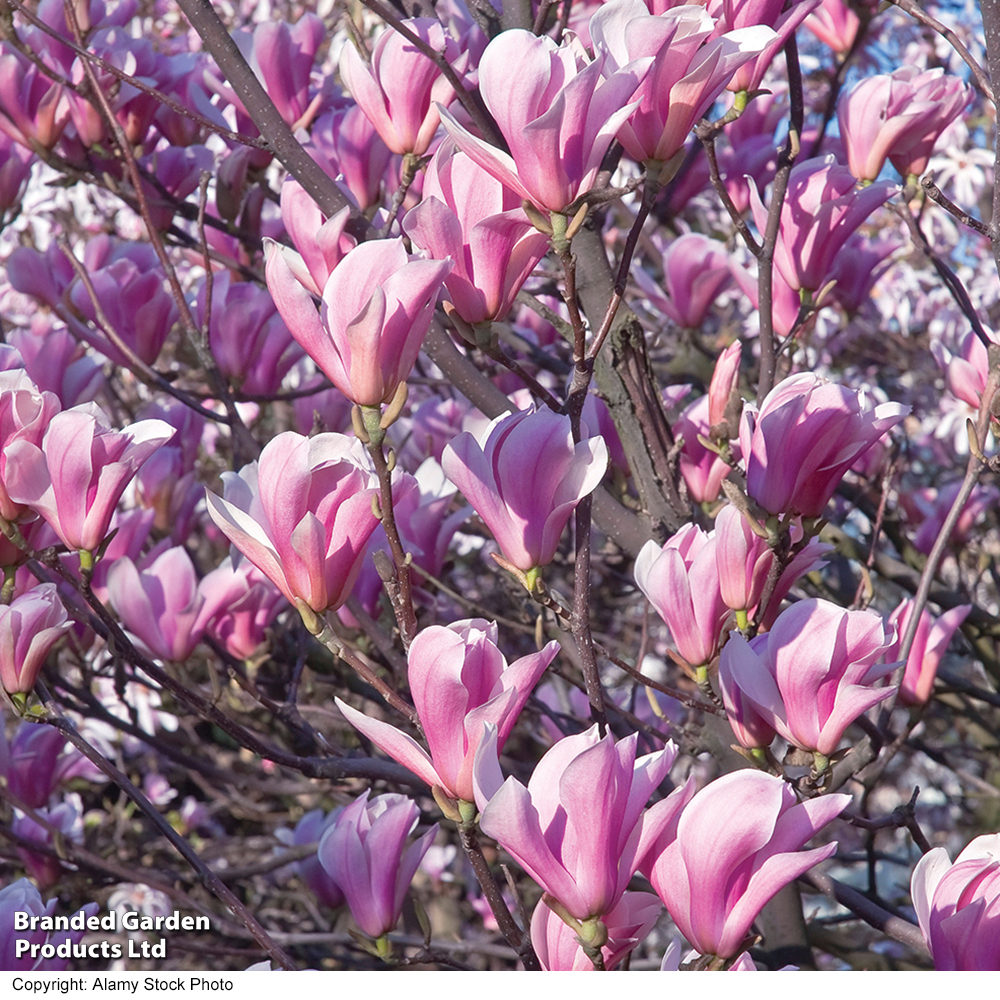 Magnolia 'Heaven Scent' image